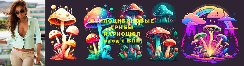 darknet телеграм  Кингисепп  Галлюциногенные грибы Psilocybine cubensis 