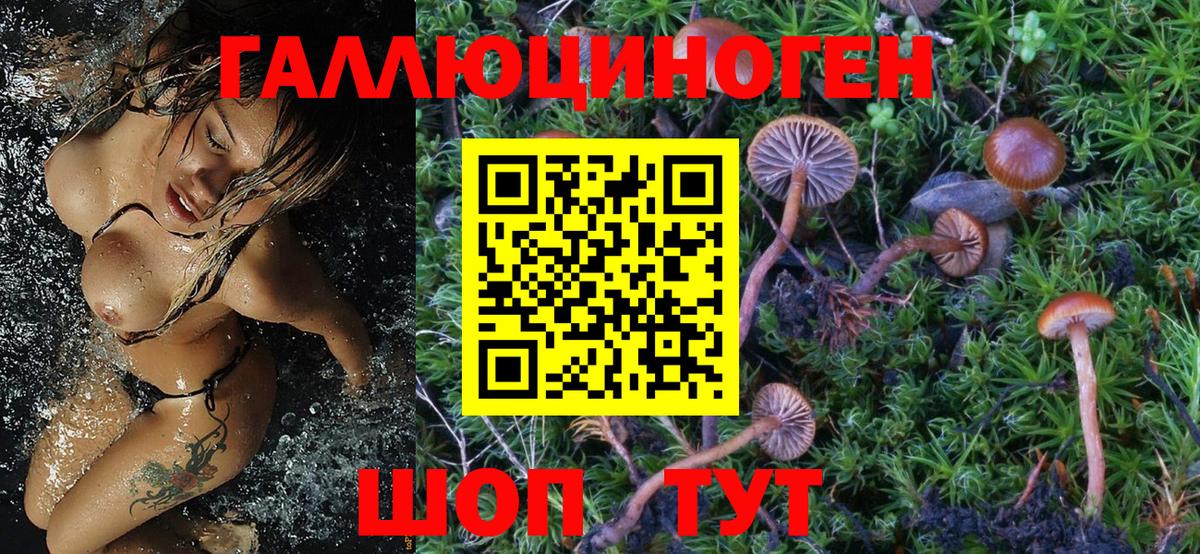 Галлюциногенные грибы Psilocybine cubensis Кингисепп